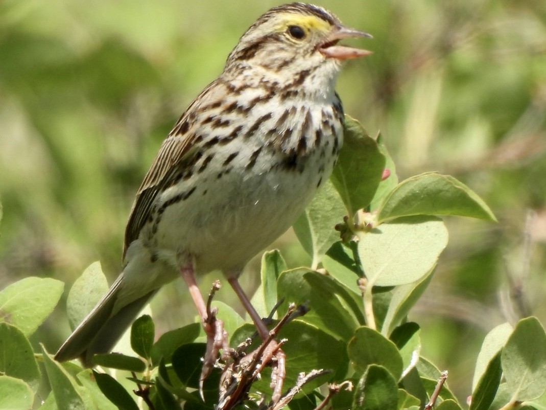 Savannah Sparrow - ML589126071