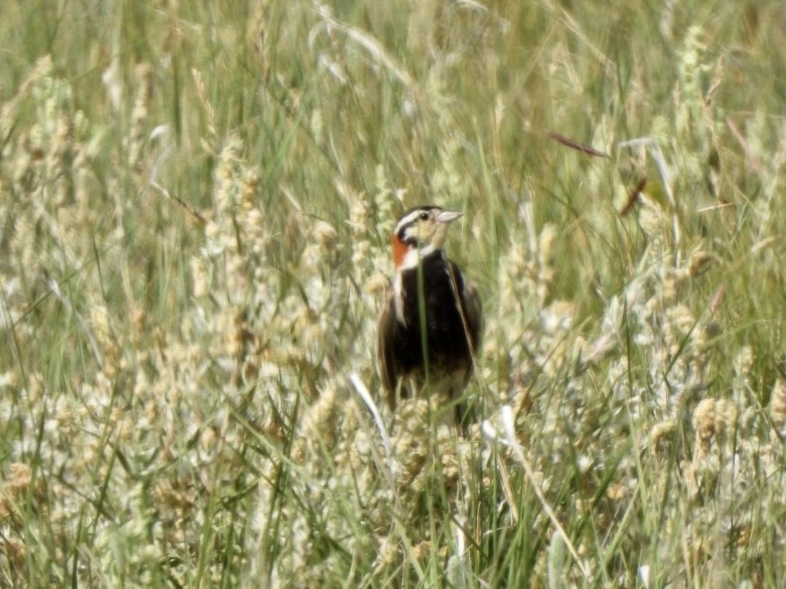 Chestnut-collared Longspur - Esther and Gyula Mackinlay - Gergely