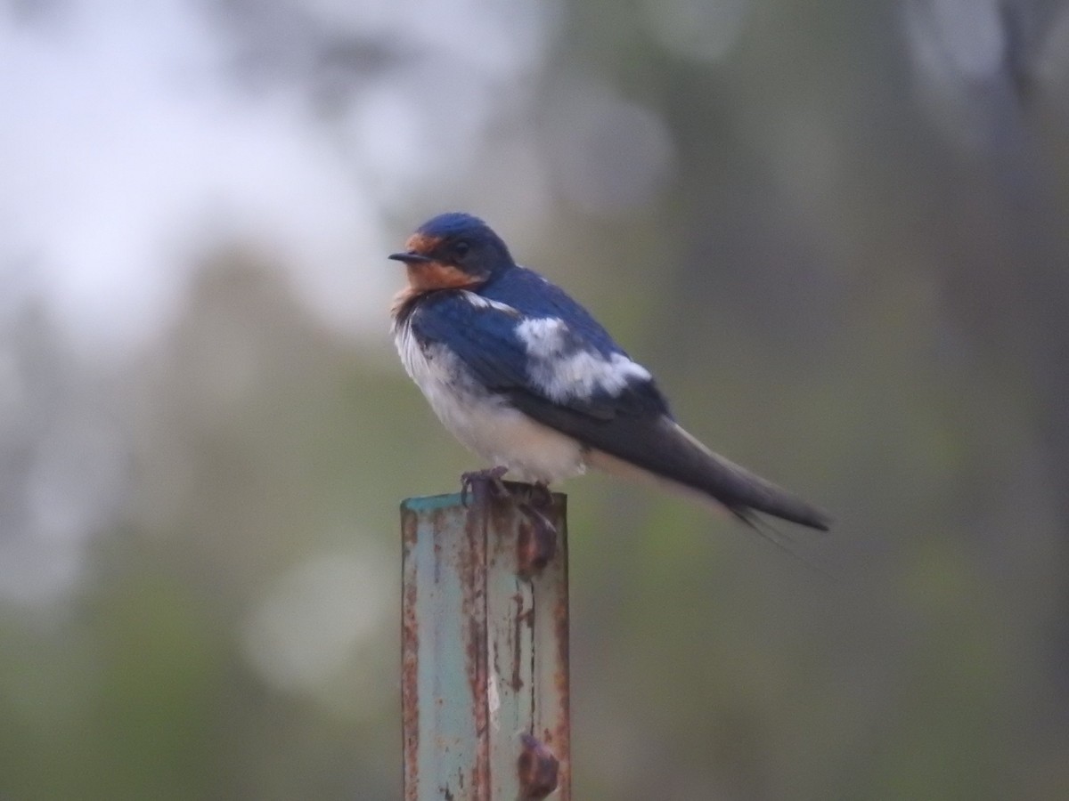 Barn Swallow - ML58912631