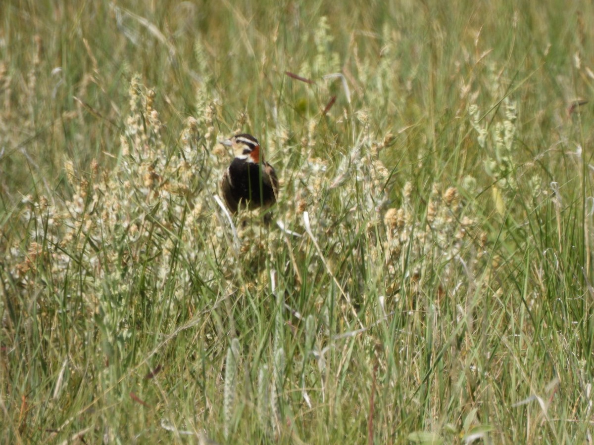 Chestnut-collared Longspur - ML589126311