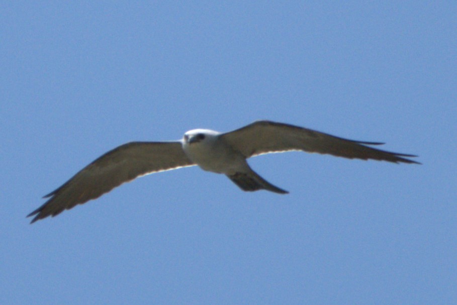 Mississippi Kite - Aaron Powell