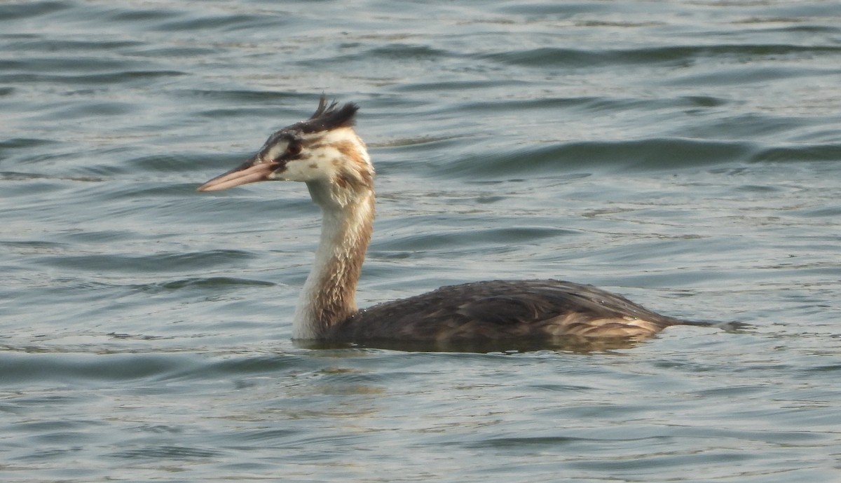 Great Crested Grebe - ML589127271