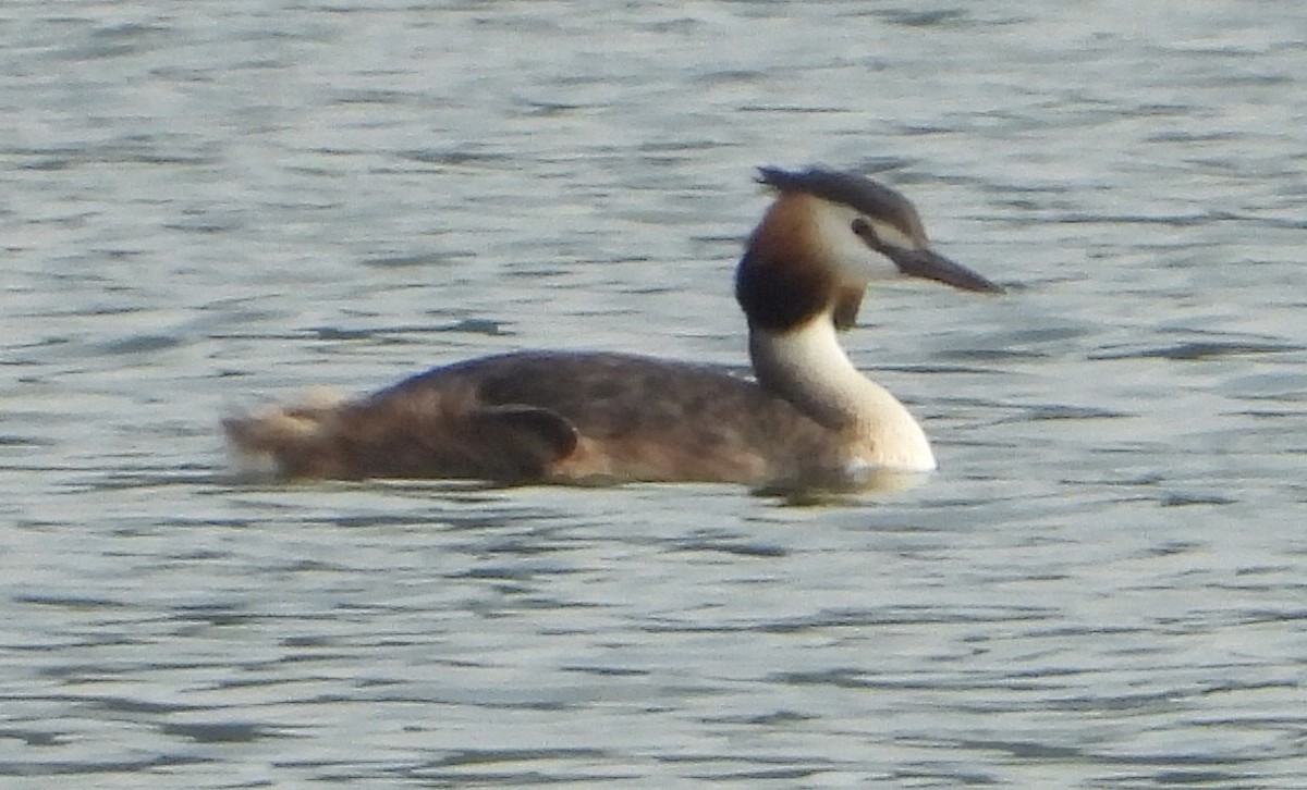 Great Crested Grebe - ML589127281