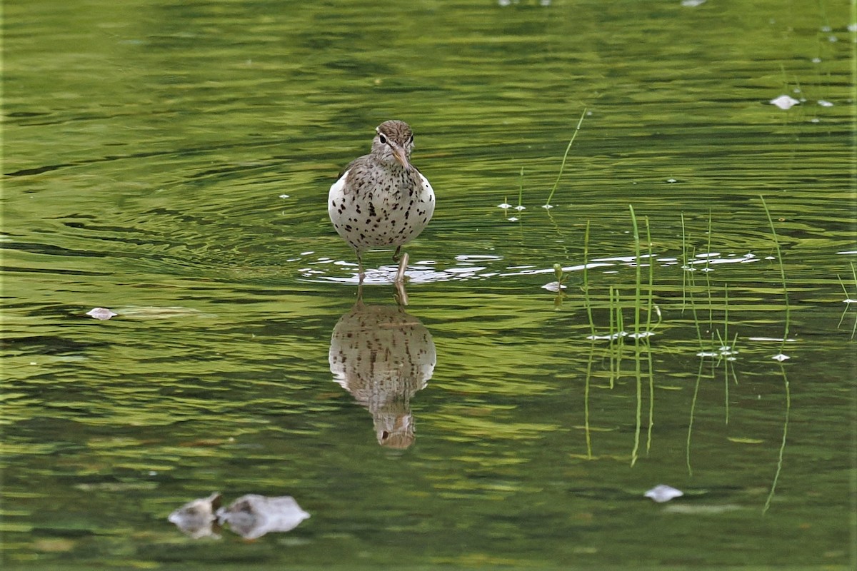 Spotted Sandpiper - ML589127861