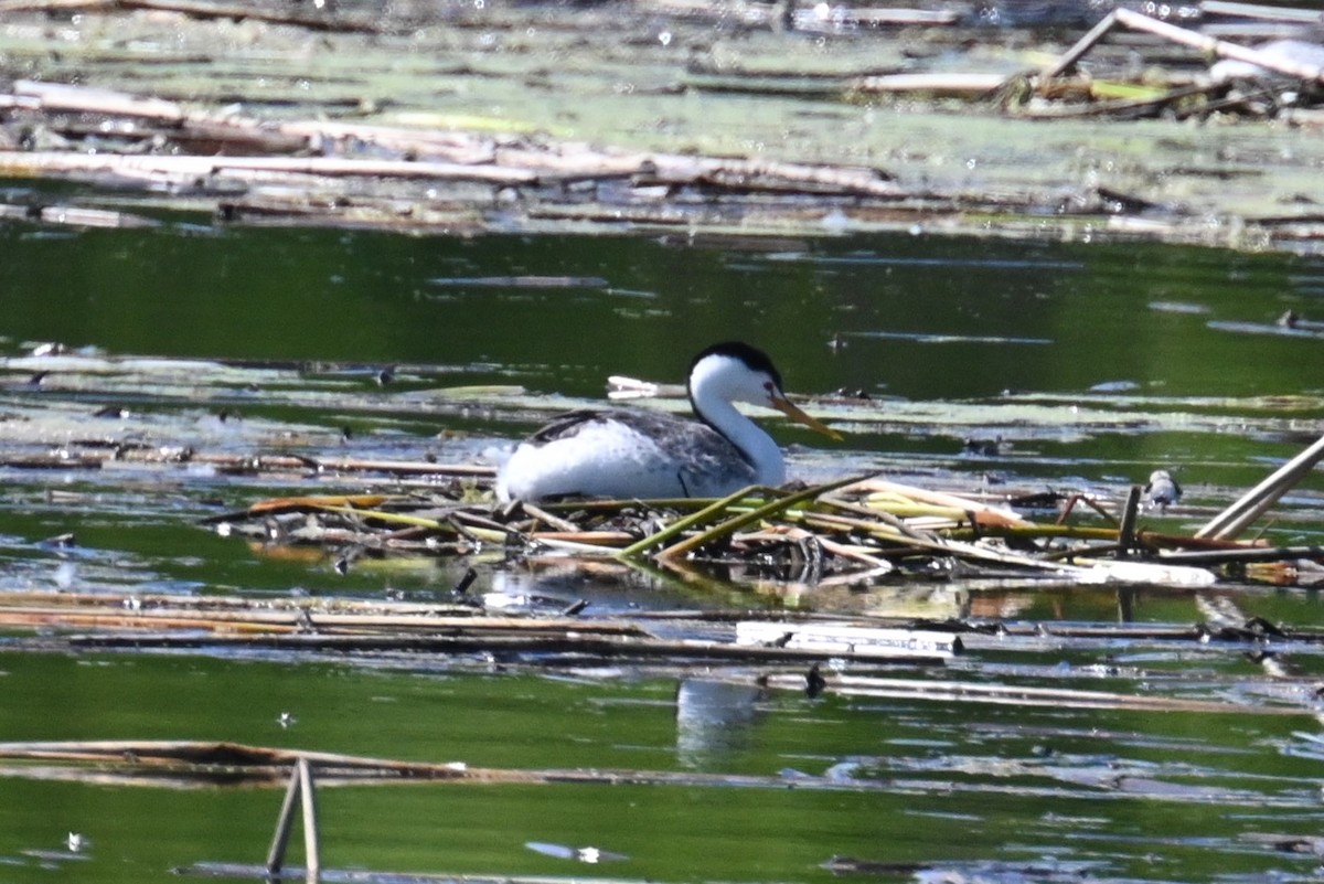 Clark's Grebe - ML589128451