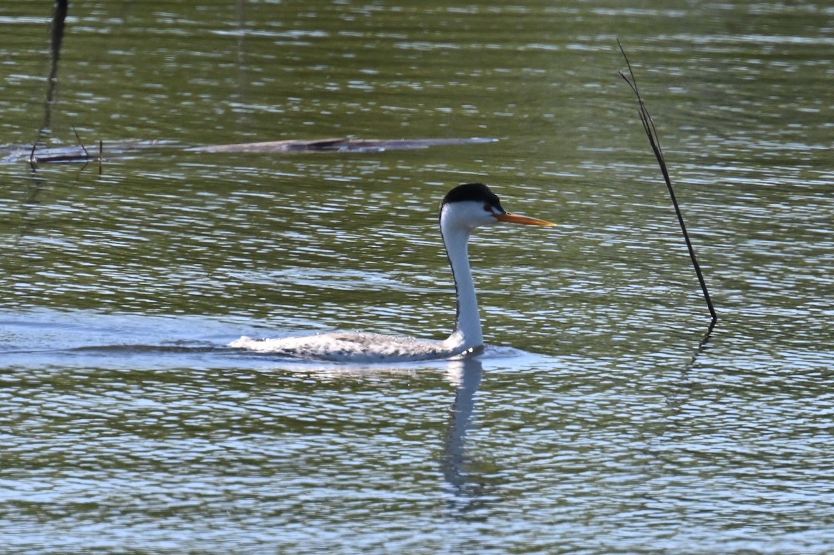 Clark's Grebe - ML589128481