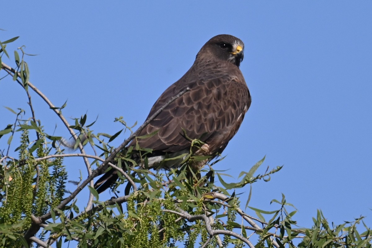 Swainson's Hawk - ML589128561