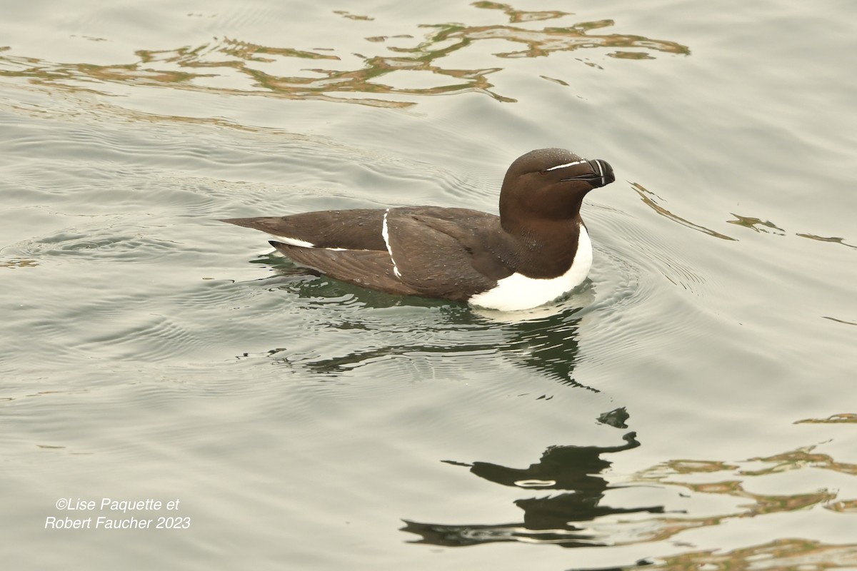 Razorbill - Lise Paquette  Robert Faucher