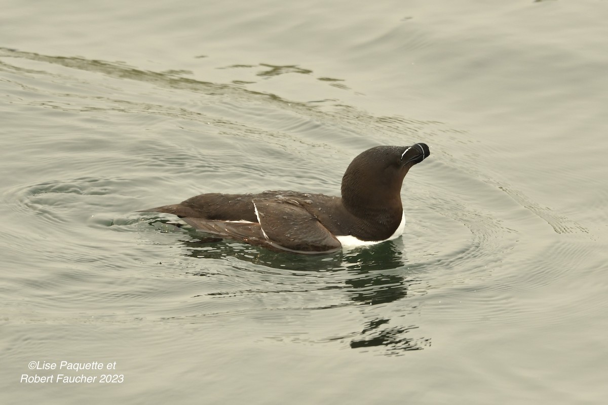 Razorbill - Lise Paquette  Robert Faucher