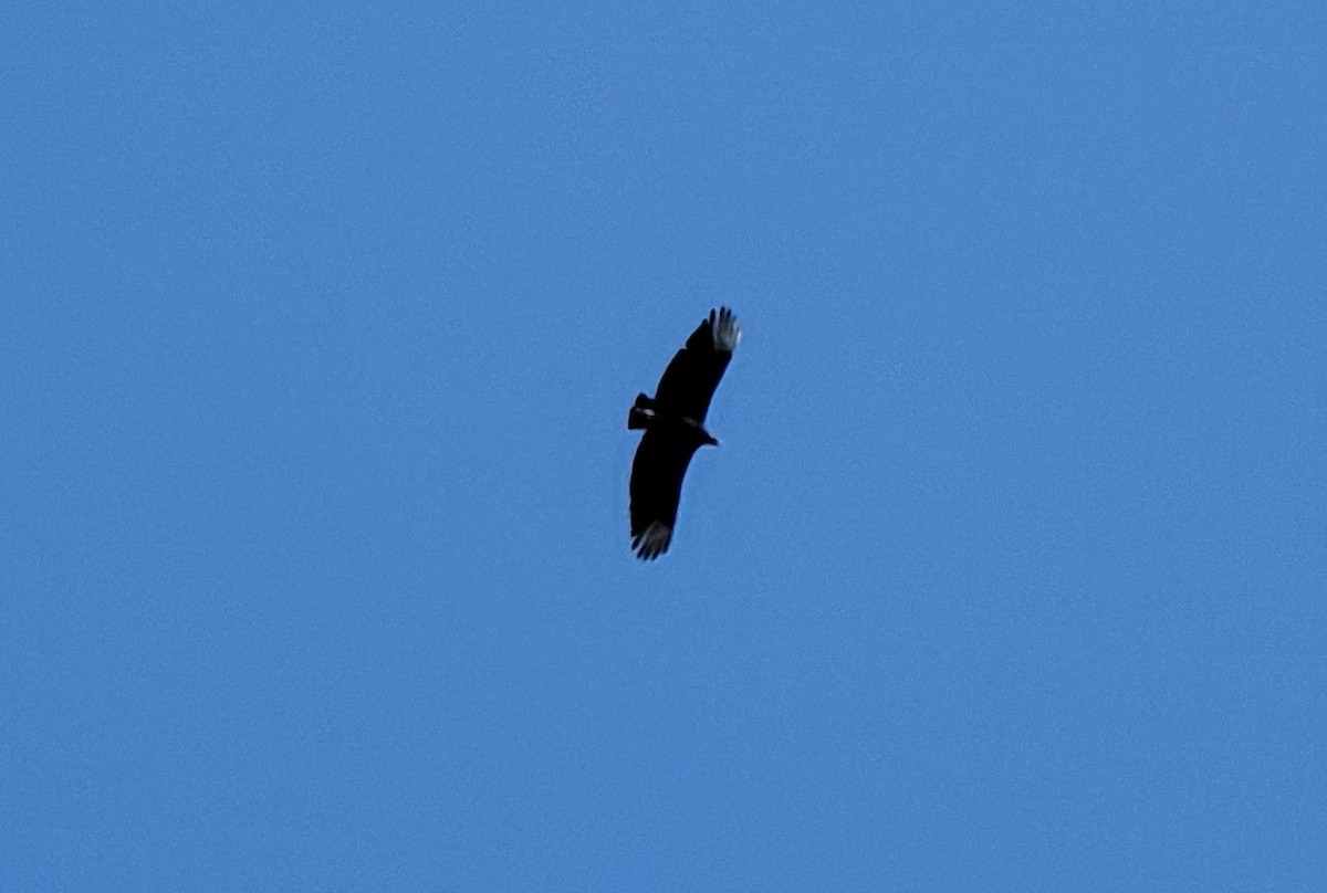 Black Vulture - ML589129031