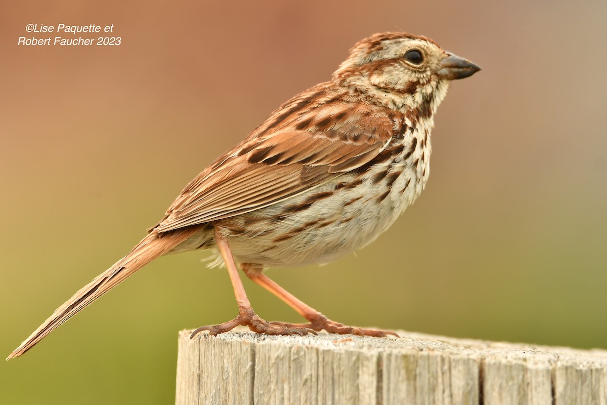 Song Sparrow - Lise Paquette  Robert Faucher