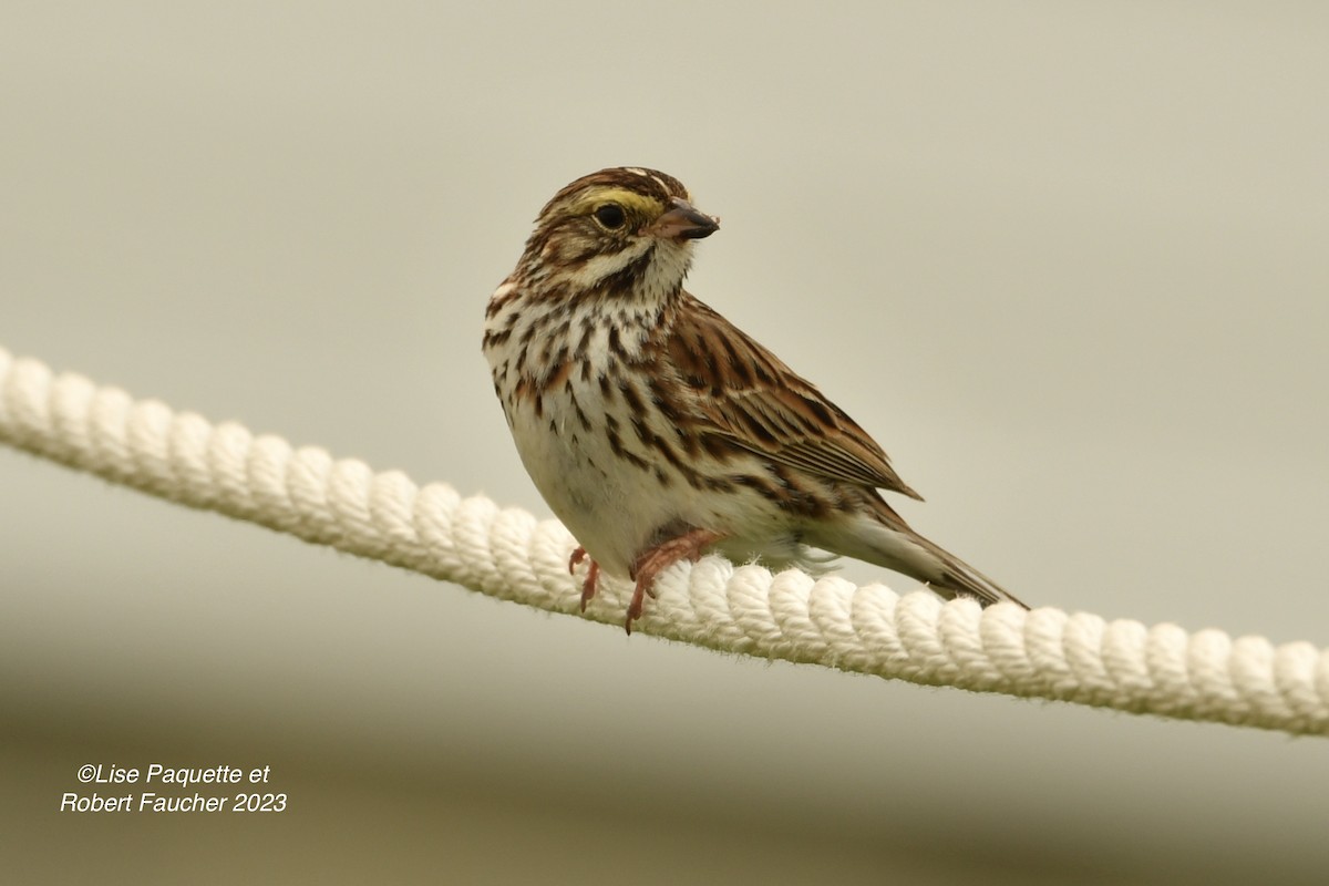 Savannah Sparrow - Lise Paquette  Robert Faucher