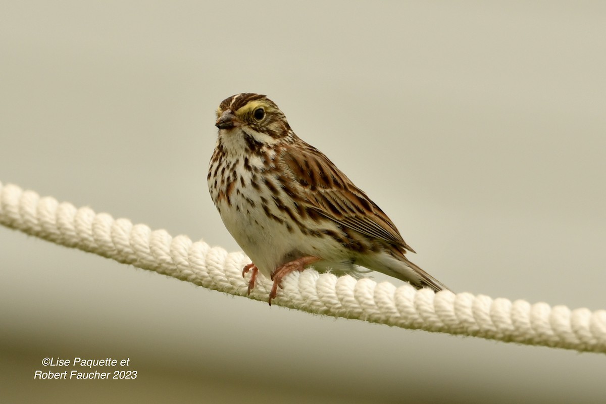 Savannah Sparrow - Lise Paquette  Robert Faucher