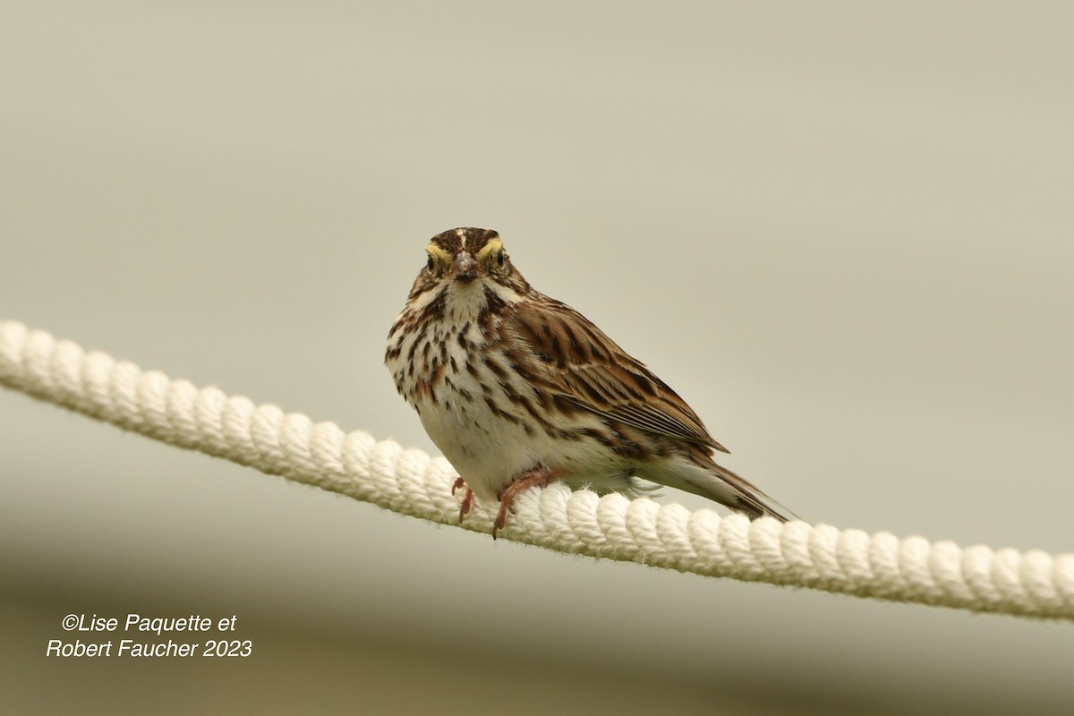 Savannah Sparrow - Lise Paquette  Robert Faucher