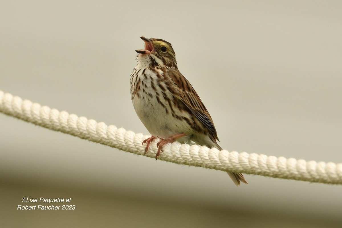 Savannah Sparrow - Lise Paquette  Robert Faucher