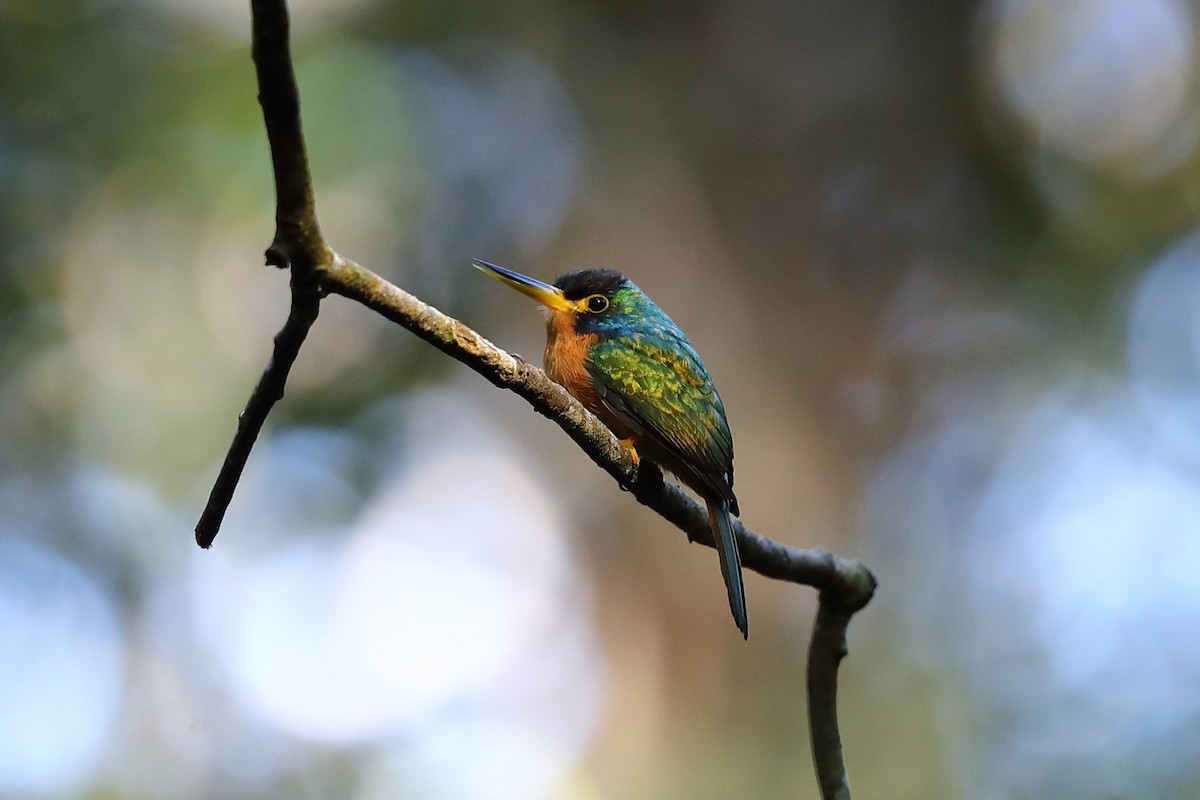 Blue-cheeked Jacamar - ML589129141