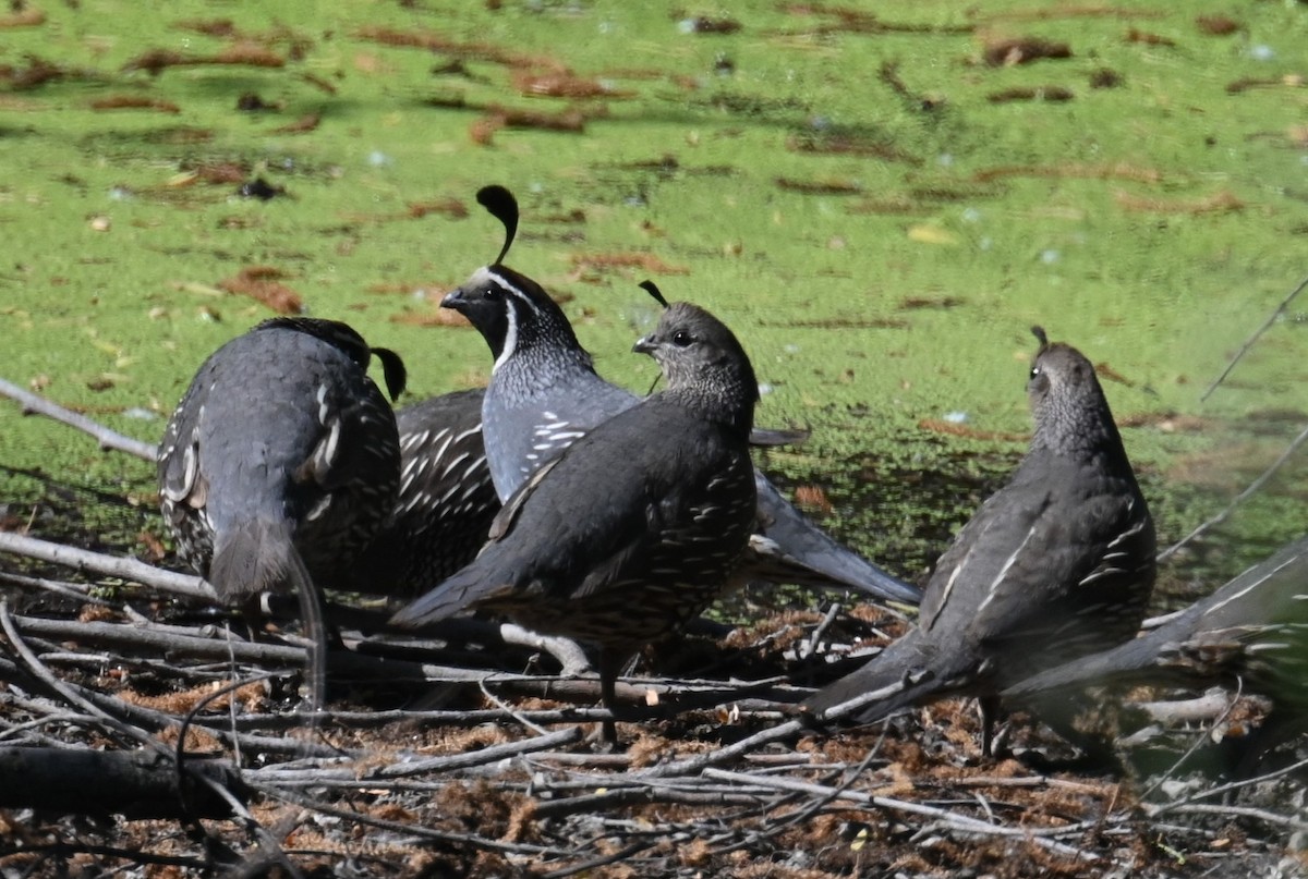 California Quail - ML589129201