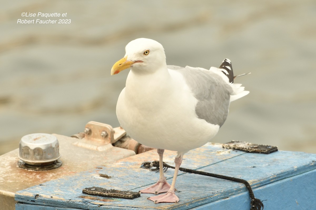 Herring Gull - Lise Paquette  Robert Faucher