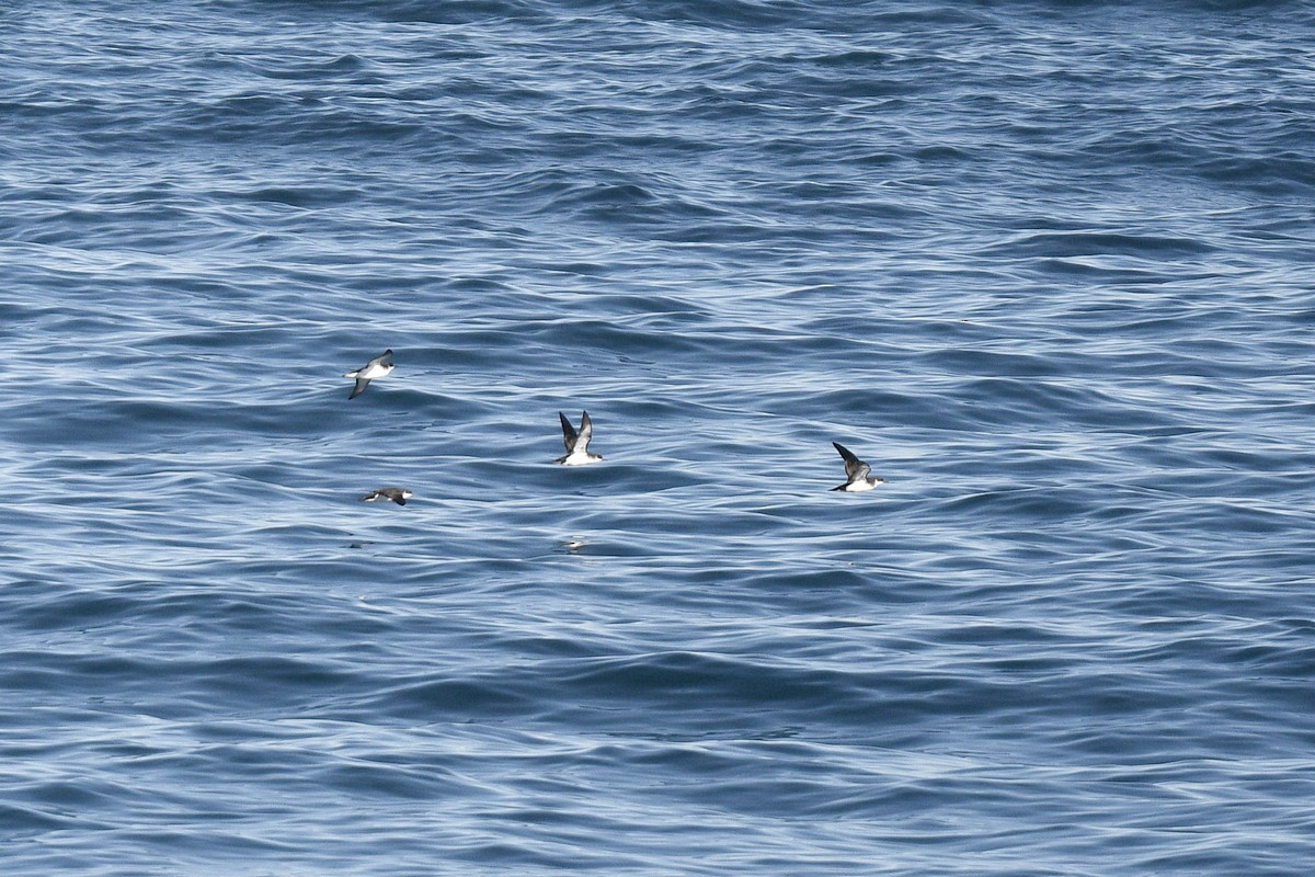 Manx Shearwater - ML589130181