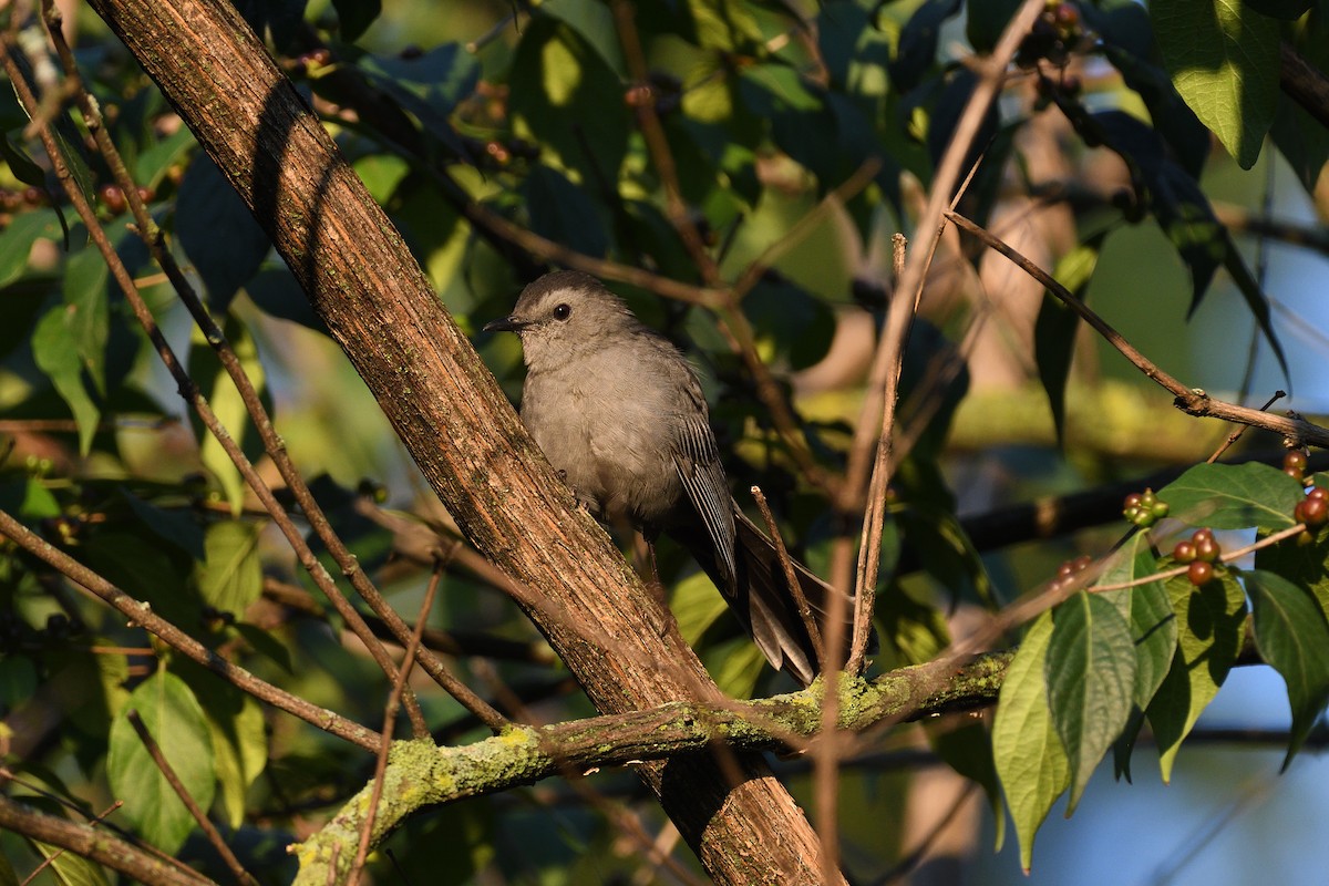 Katzenspottdrossel - ML589130551