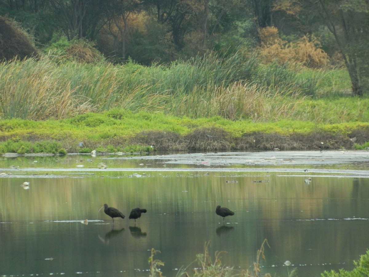 Puna Ibis - ML58913061