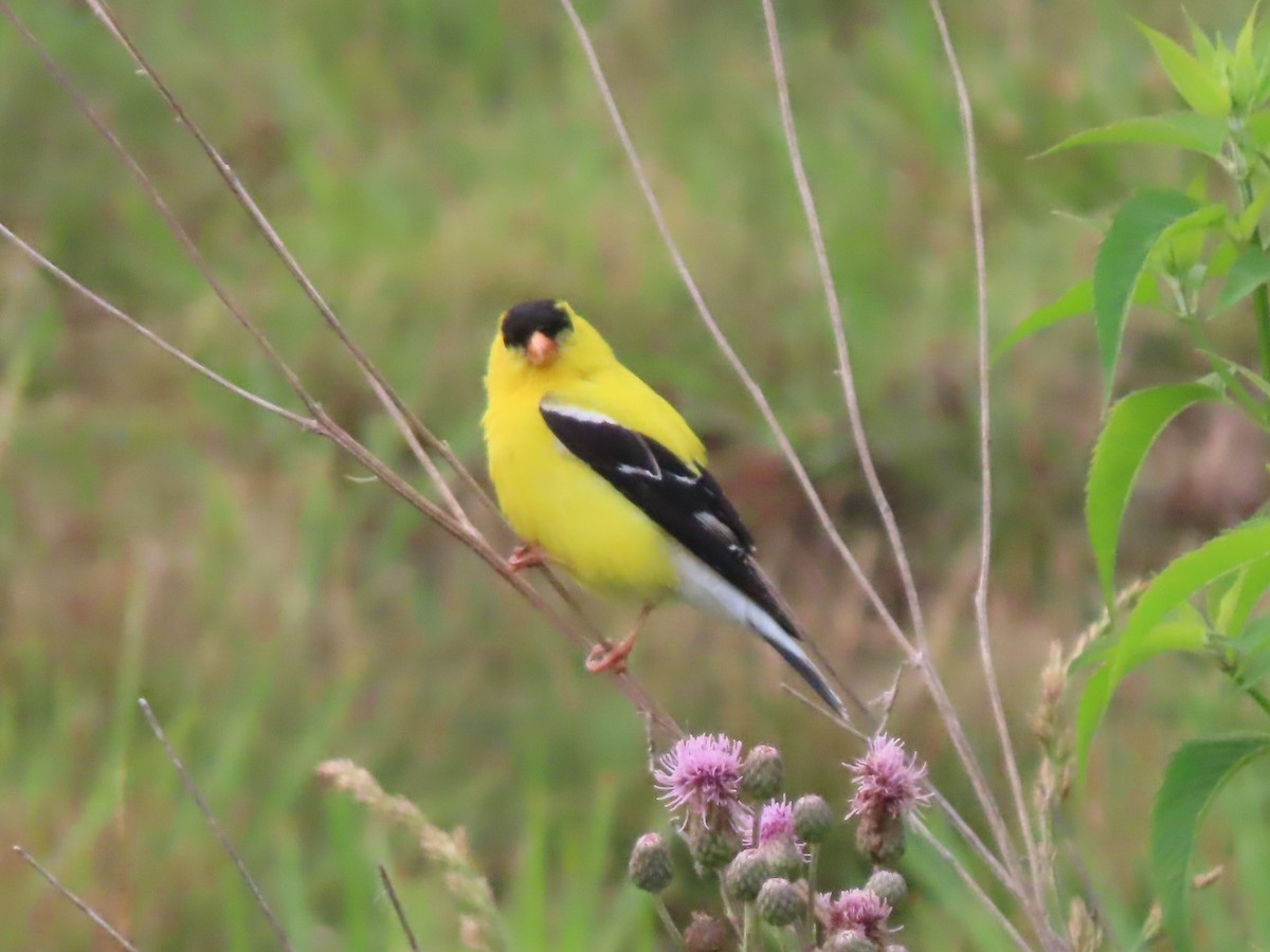 American Goldfinch - Roger Beuck