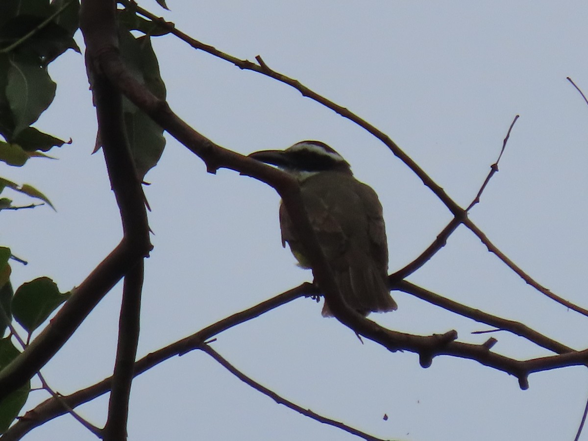 Boat-billed Flycatcher - Thomas Brooks