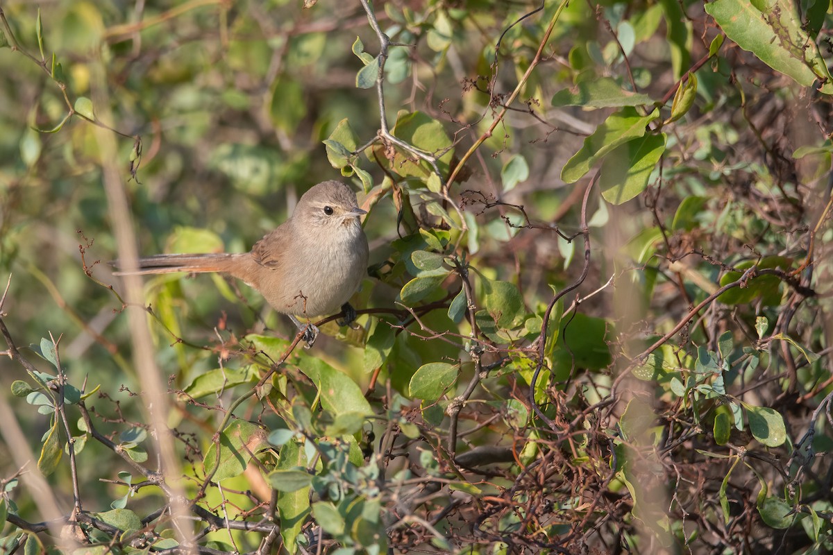 アカアゴカマドドリ - ML589132411