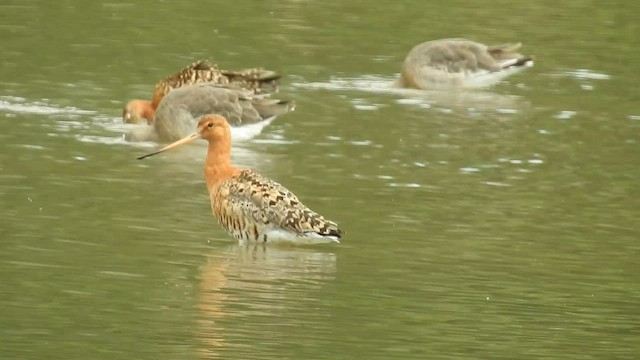 Black-tailed Godwit - ML589132581