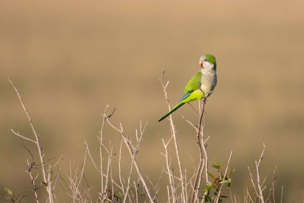 Monk Parakeet - Pablo Re