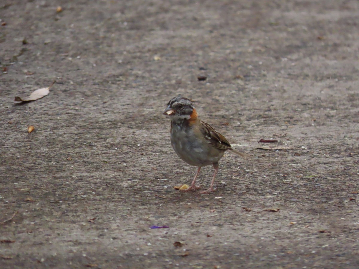 Rufous-collared Sparrow - Thomas Brooks