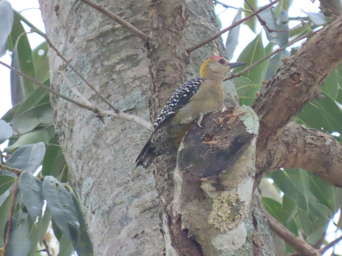 Hoffmann's Woodpecker - ML589132941