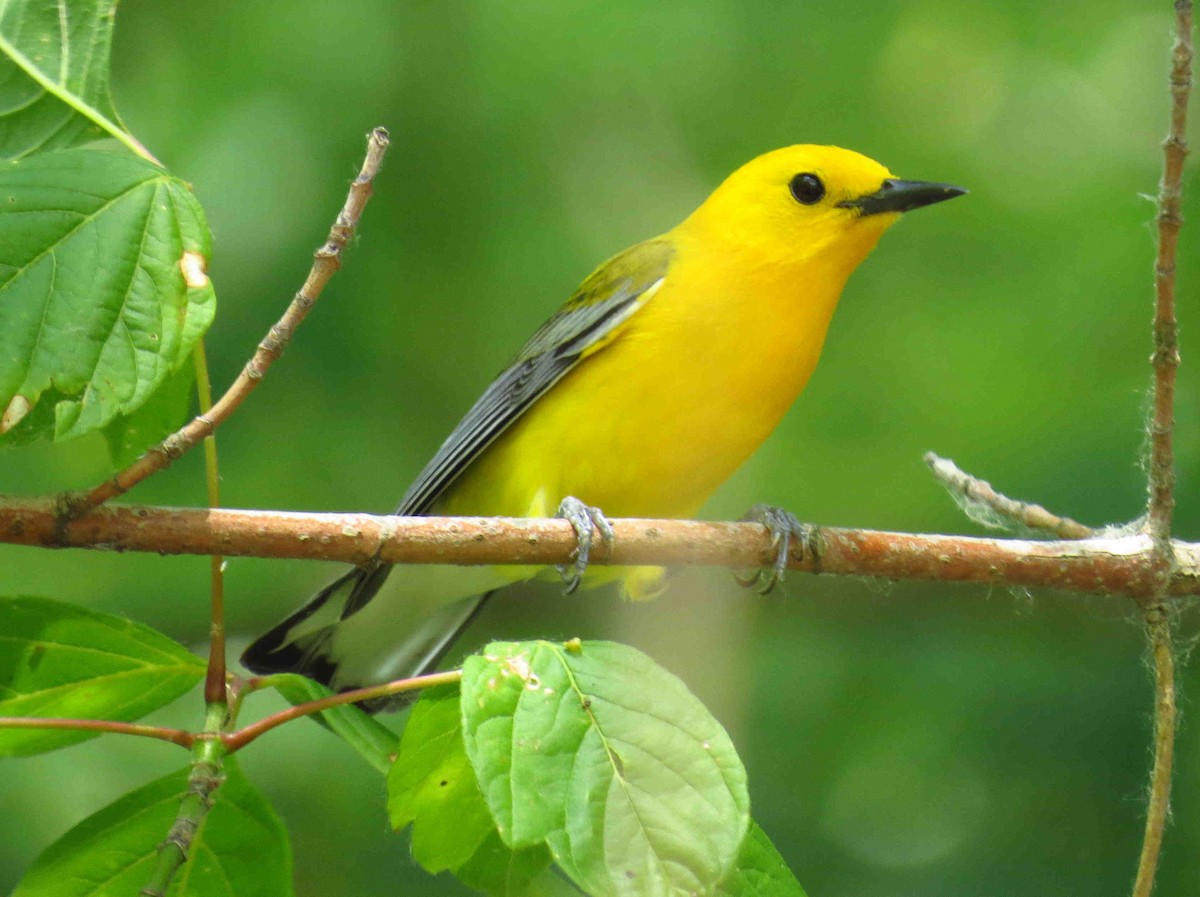 Prothonotary Warbler - Allen Gathman