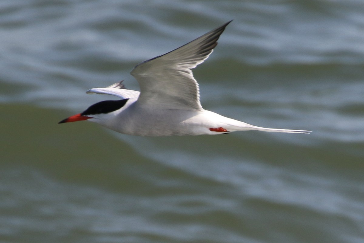 Common Tern - ML589134081