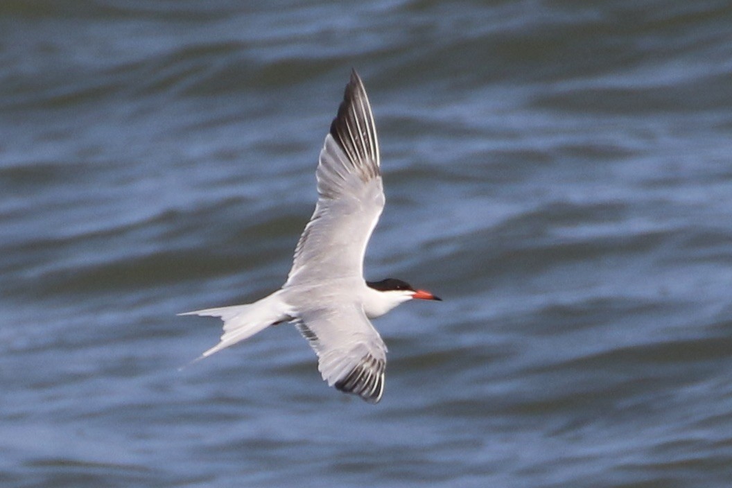 Common Tern - ML589134111