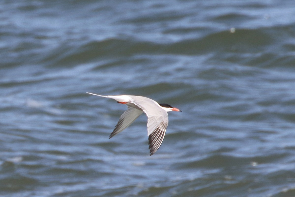 Common Tern - ML589134151