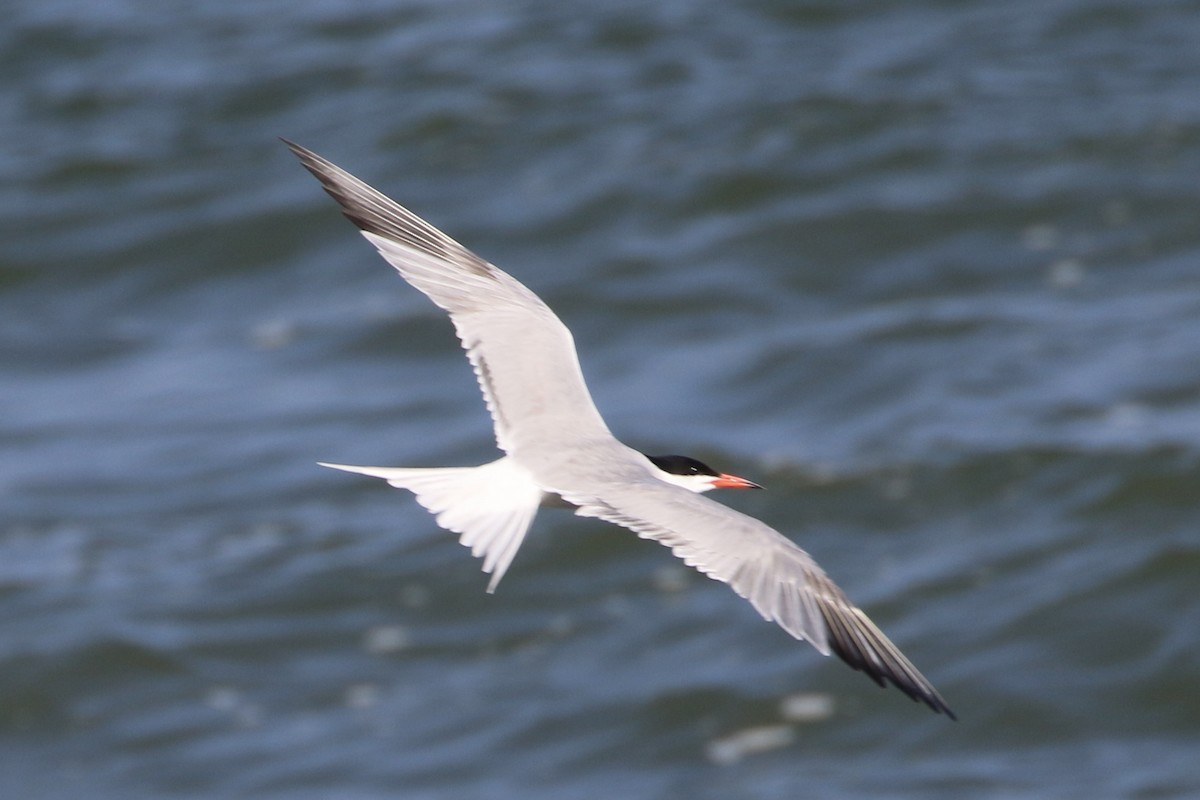 Common Tern - ML589134211
