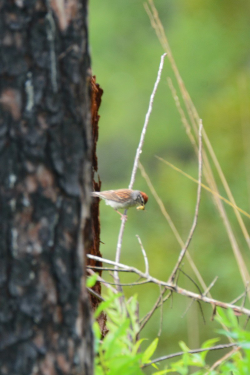 Chipping Sparrow - Louise Hewlett