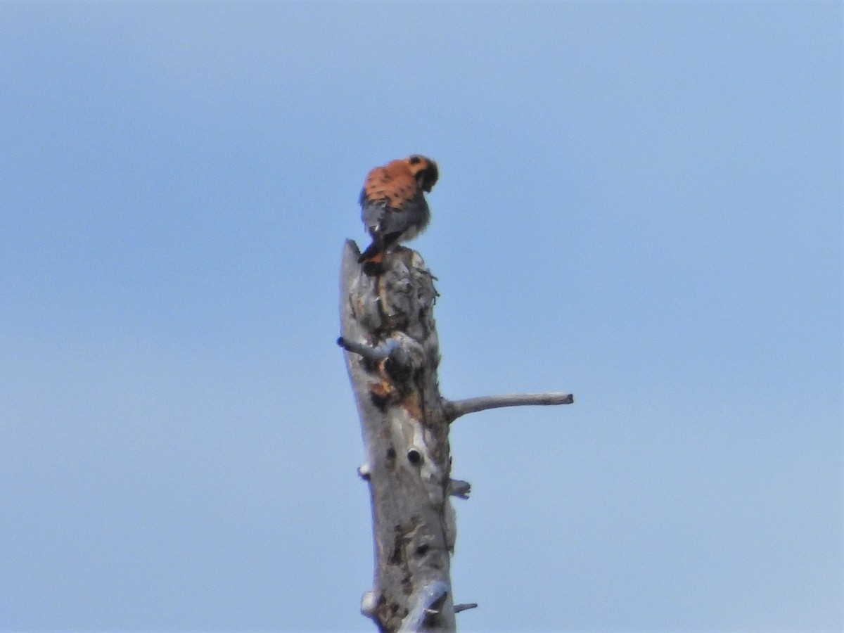 American Kestrel - ML589136461