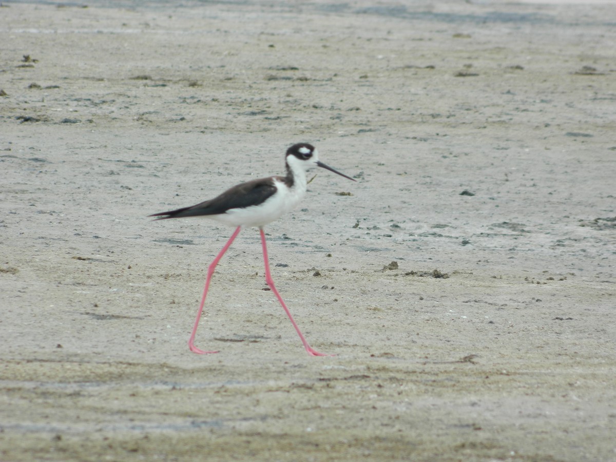 Black-necked Stilt - ML58913651