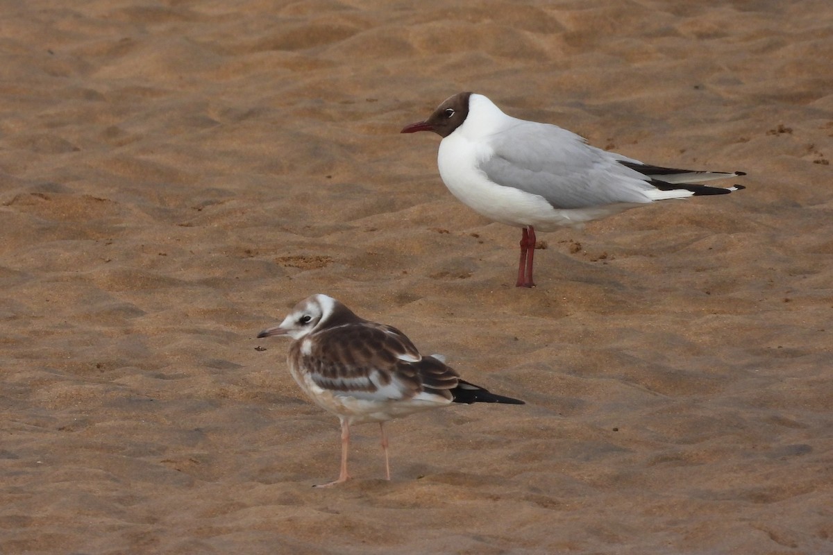 Black-headed Gull - Juan Manuel Pérez de Ana