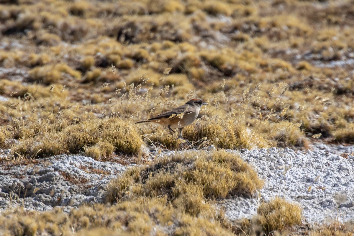 Cinnamon-bellied Ground-Tyrant - ML589137211