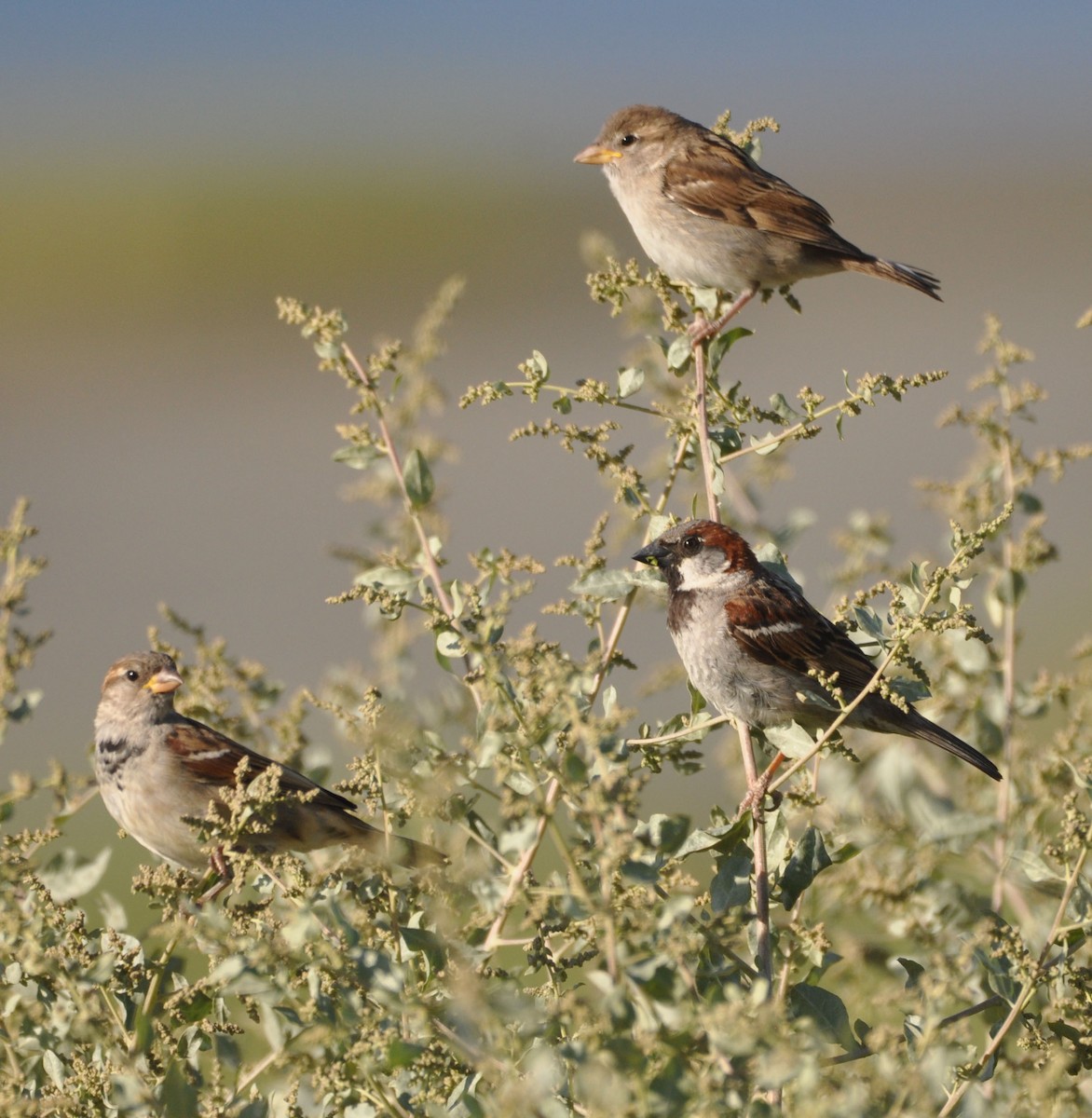 House Sparrow - Marc Fenner