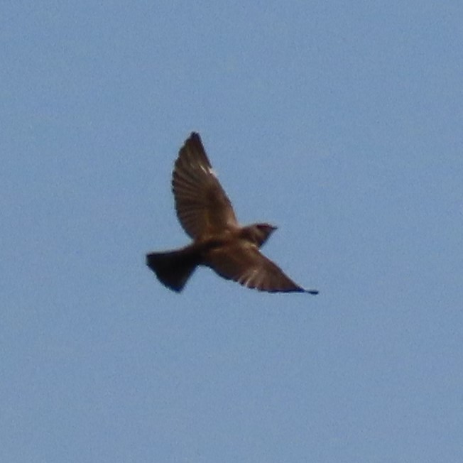 Northern Rough-winged Swallow - ML589138331