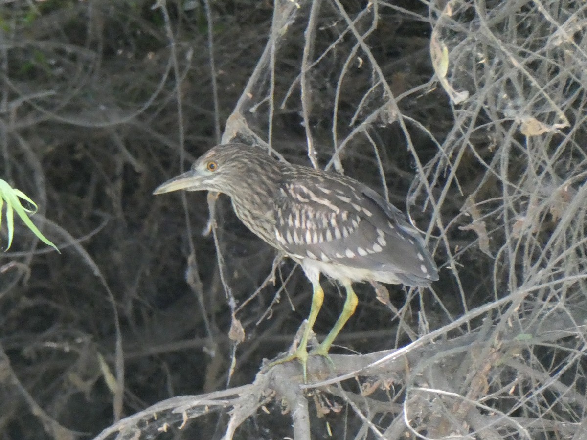 Black-crowned Night Heron - ML589138421