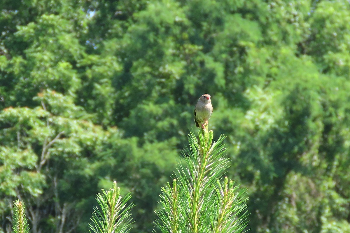 Field Sparrow - ML589138501