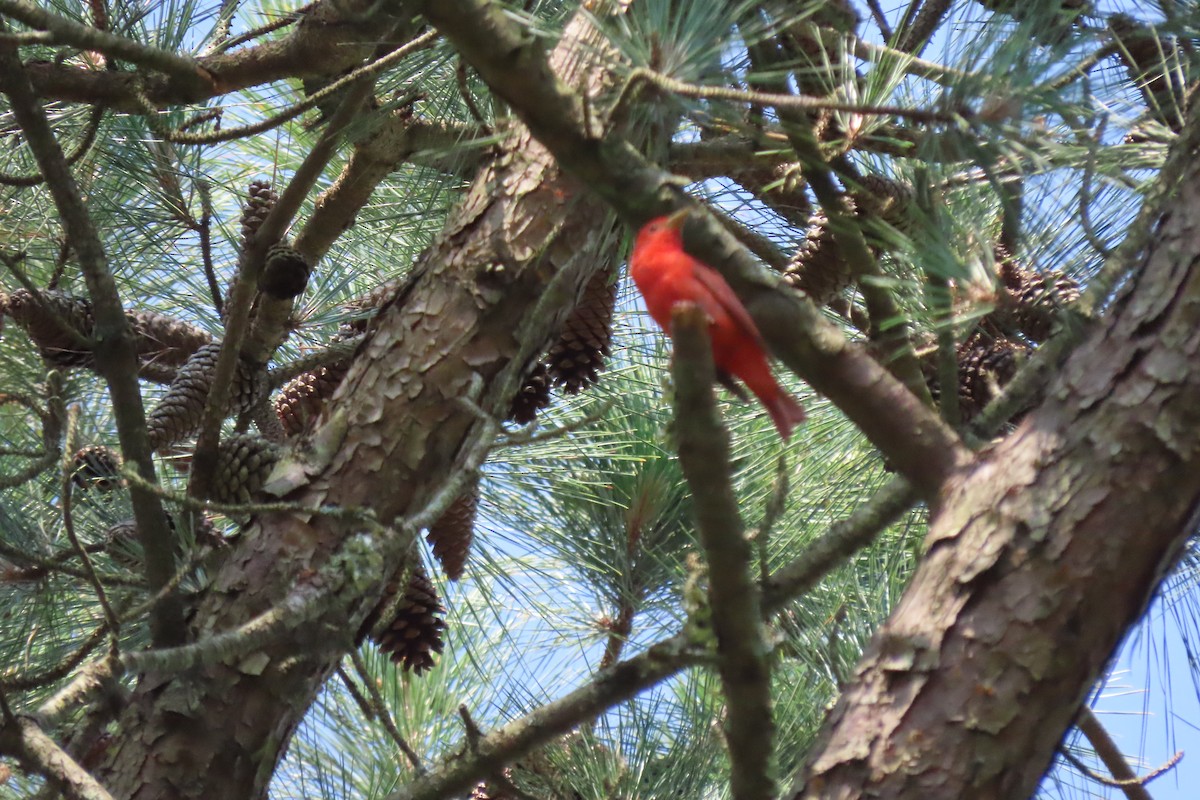 Summer Tanager - ML589139081