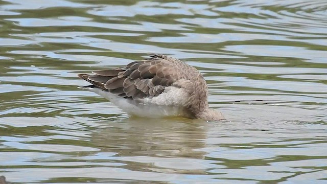 Black-tailed Godwit - ML589139551