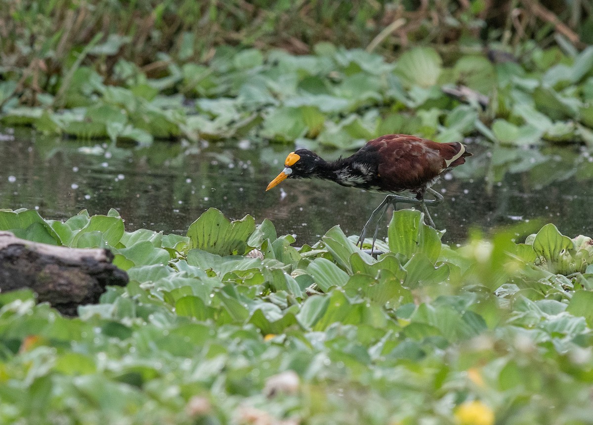 Northern Jacana - Ethan Cleveland