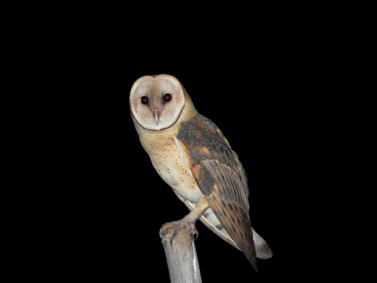 Barn Owl - Horacio Matarasso /  Buenos Días Birding